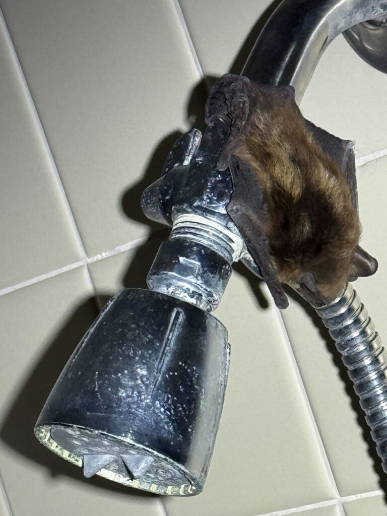 Wildlife Control Mcbain