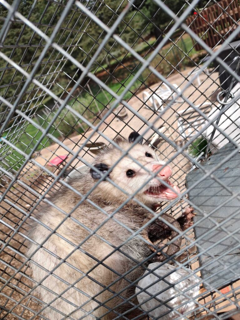 Wildlife Control Mcbain