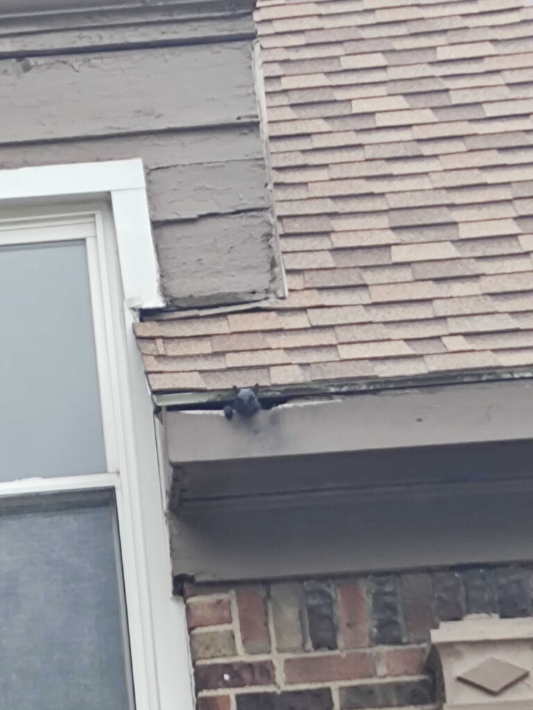 Wildlife Control Mcbain