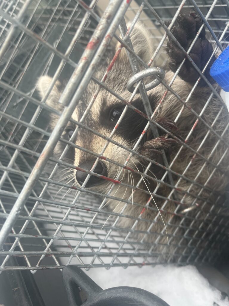 Wildlife Control Mcbain